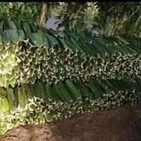 Gambar Tanaman Bibit Buah Naga Super Merah Stek Batang Banyuwangi Cepat Berbuah Murah Optimal Dataran Rendah Hingga Tinggi Diameter Pot 30-40 cm dari najabmart undefined 2 Tokopedia
