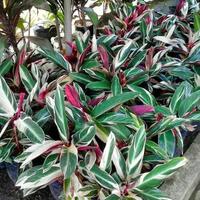 Gambar Tanaman Calathea Maranta Bali (RIMBUN) / Calathea Tricolor Indor / Calathea Stromanthe dari Rocketfield Plantary undefined 3 Tokopedia