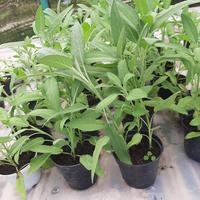 Gambar pohon SAGE herbal dari puncak herbal bibit undefined 4 Tokopedia