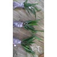 Gambar tanaman hias wijaya kusuma dari JEMBER ORCHID undefined 4 Tokopedia