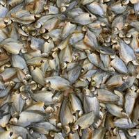 Gambar Ikan Sepat Kering Kalimantan / Iwak Sapat kering / Berat 500 Gram dari Juragan Sayur Banjar undefined 1 Tokopedia