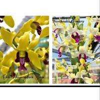 Gambar Remaja Anggrek Dendrobium Bhayangkara Jaya x Heart Of N P dari Venus Orchid undefined 1 Tokopedia