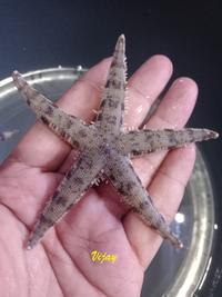 Gambar BINTANG Pasir -- Ikan Hias Akuarium Laut - L dari Vijay Aquamarine undefined 4 Tokopedia