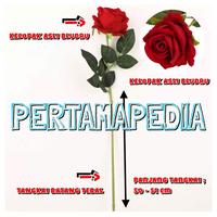 Gambar Bunga Mawar Premium Bludru/Tanaman Artificial/ Hiasan Bunga Plastik - Merah Maroon dari Pertamapedia Shop undefined 2 Tokopedia