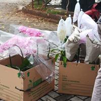 Gambar Anggrek Bulan Jumbo ID RANDOM | FRESH ORCHID| ANGGREK HIDUP dari BizGrow Pots undefined 3 Tokopedia