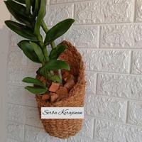 Gambar Pot Anggrek D.15 Tempel - Pot Bunga - Pot Sabut Kelapa - Pot Tempel dari serba kerajinan2 undefined 1 Tokopedia