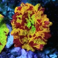 Gambar Jb 1 dari Vibrant Reef undefined 1 Tokopedia
