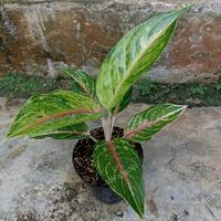 Gambar Aglonema Rengganis dari indoasuna undefined 3 Tokopedia