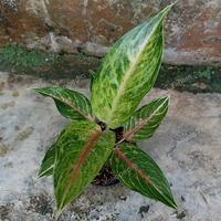 Gambar Aglonema Rengganis dari indoasuna undefined 2 Tokopedia