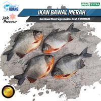 Gambar Ikan Bawal Merah Segar 1kg Bersih - Bawal Merah Fresh - Ikan Air Tawar - 1kg dari Rumah Udang Jakarta undefined 4 Tokopedia
