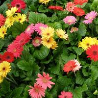 Gambar Bibit / Benih / Seeds Bunga Gerbera Jamesonii Daisy Flower dari Camelia Flowers undefined 3 Tokopedia