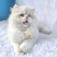 Gambar Kucing Persia Peaknose Flatnose Big Bone Odd Eye Jantan Kitten dari Paws Catroom undefined 3 Tokopedia