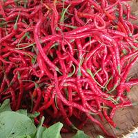 Gambar Cabe/Cabai Keriting Merah 500Gram - Sayursegarinstan dari Sayursegarinstan undefined 4 Tokopedia