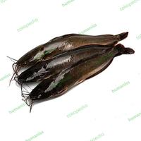 Gambar ikan lele segar bersih utuh fresh dari lele hidup - 1kg dari humaniss.store undefined 1 Tokopedia