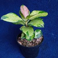 Gambar tanaman hoya australis lisa - L dari zye nursery undefined 1 Tokopedia