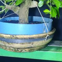 Gambar BAHAN BONSAI SIANCI FORMAL dari HMHA BERKAH 99 undefined 1 Tokopedia