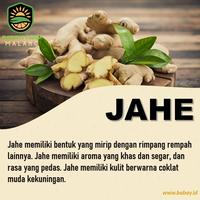 Gambar Jahe Gajah Emprit Segar 500 gr / 1 kg Lokal - 250 gram dari Babay Farm Malang undefined 1 Tokopedia