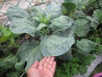 Gambar 50Pcs Benih Biji Tanaman Sayur Kale Kailan Chinese Seed Super Unggul - 1 pcs dari Pusat Biji Shop undefined 3 Tokopedia