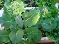 Gambar 50Pcs Benih Biji Tanaman Sayur Kale Kailan Chinese Seed Super Unggul - 1 pcs dari Pusat Biji Shop undefined 2 Tokopedia