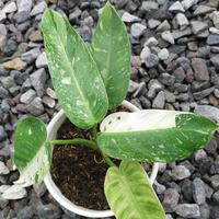 Gambar Philodendron Jose Buono Rmj kode 2 dari BLT garden undefined 1 Tokopedia