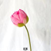 Gambar Bunga Tangkai Hias Cantik / Artificial Lotus Parts EB Home 978 dari EB Home Decor & Living undefined 5 Tokopedia