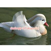 Gambar bebek Mandarin putih import Sultan istimewa dewasa sudah vaksin aman dari riashop-2 undefined 1 Tokopedia
