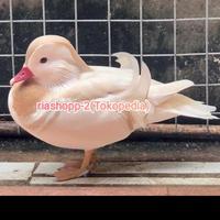 Gambar bebek Mandarin putih import Sultan istimewa dewasa sudah vaksin aman dari riashop-2 undefined 2 Tokopedia