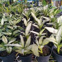 Gambar aglaonema diefenbacia daun kebalik dari MEKAR HURIP NURSERY CIAMIS undefined 2 Tokopedia