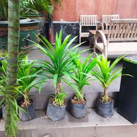 Gambar pohon pandan wangi dari RR Tropis flora undefined 2 Tokopedia