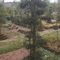 Gambar BONSAI SERUT SIAP PAJANG UNTUK HIASAN TAMAN dari Kebun berkah abu abdillah undefined 4 Tokopedia