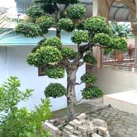 Gambar BONSAI SERUT SIAP PAJANG UNTUK HIASAN TAMAN dari Kebun berkah abu abdillah undefined 2 Tokopedia