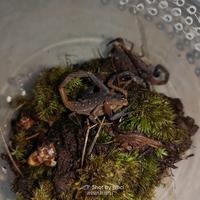 Gambar Lychas scutillus Scorpion Kalajengking (BUKAN MUCRONATUS/AFS) dari VR Kingdom undefined 3 Tokopedia