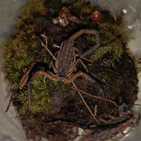 Gambar Lychas scutillus Scorpion Kalajengking (BUKAN MUCRONATUS/AFS) dari VR Kingdom undefined 1 Tokopedia