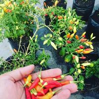 Gambar Pupuk Penyakit Cabe Daun Kuning, Pupuk Hayati Terbaik Trikoderma 500gr dari AGEN PUPUK PERTANIAN undefined 2 Tokopedia