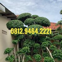 Gambar Pohon Bonsai Beringin Korea Super Besar dari Taman Forest Hijau undefined 1 Tokopedia