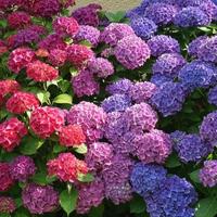 Gambar Tanaman Bunga Hortensia Import / Hydrangeaceae / Bokor (sudah kuncup) - Biru dari Rocketfield Plantary undefined 1 Tokopedia