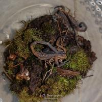Gambar Lychas scutillus Scorpion Kalajengking (BUKAN MUCRONATUS/AFS) dari VR Kingdom undefined 2 Tokopedia