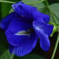 Gambar Biji Benih Bunga Telang Tumpuk Biru Butterfly Pea Double Flower 20 Biji dari Dahlia Farm undefined 4 Tokopedia