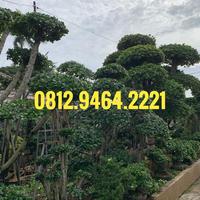 Gambar Pohon Bonsai Beringin Korea Super Besar dari Taman Forest Hijau undefined 4 Tokopedia
