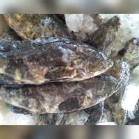 Gambar Ikan Kerapu Macan dari Berkat Dua Ikan Jaksel undefined 4 Tokopedia