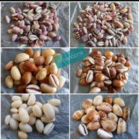 Gambar ( Kerang Hias ) Cangkang Siput Laut Cypraea 100 gram - varian B dari CangkangKerangLaut undefined 1 Tokopedia