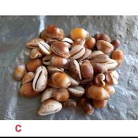 Gambar ( Kerang Hias ) Cangkang Siput Laut Cypraea 100 gram - varian B dari CangkangKerangLaut undefined 4 Tokopedia