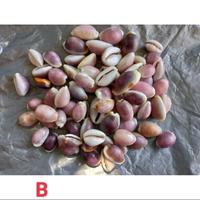 Gambar ( Kerang Hias ) Cangkang Siput Laut Cypraea 100 gram - varian B dari CangkangKerangLaut undefined 3 Tokopedia