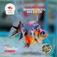 Gambar IKAN MAS KOKI DEMEKIN CALICO SIZE 9-10 CM PILIHAN ASLI GARANSI dari DELIMAMERAHFARM STORE undefined 1 Tokopedia