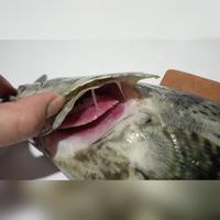 Gambar Ikan Kerapu Macan dari Berkat Dua Ikan Jaksel undefined 3 Tokopedia