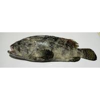 Gambar Ikan Kerapu Macan dari Berkat Dua Ikan Jaksel undefined 2 Tokopedia