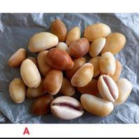Gambar ( Kerang Hias ) Cangkang Siput Laut Cypraea 100 gram - varian B dari CangkangKerangLaut undefined 2 Tokopedia