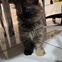 Gambar Kucing Persia warna langka super murah dari apajadaaaa undefined 2 Tokopedia