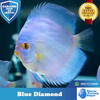 Gambar Ikan Discus Blue Diamond - 4 Inch dari Discus Parung Bogor undefined 1 Tokopedia