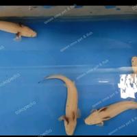Gambar ikan Palmas leucistic / Endlicheri platinum snow white 10 cm grade A dari QUEEN INNA FISH ID undefined 3 Tokopedia